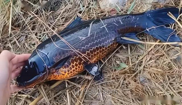 化龙未果的珍稀“龙鳞鲤”：江苏钓鱼奇遇案例研究